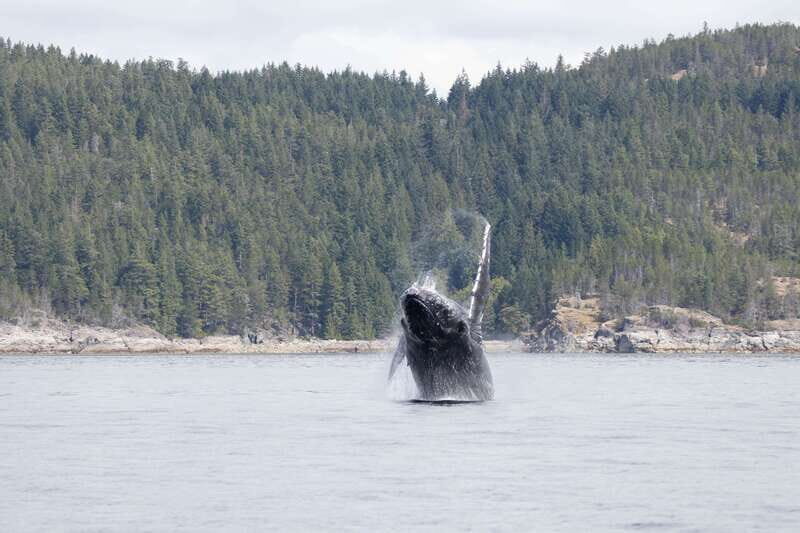 Campbell River: Whale Watching Cruise with Lunch - Key Points