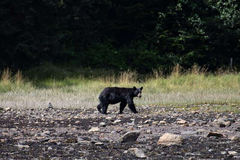 Campbell River: Whale Watching Cruise with Lunch - The Value of the Experience