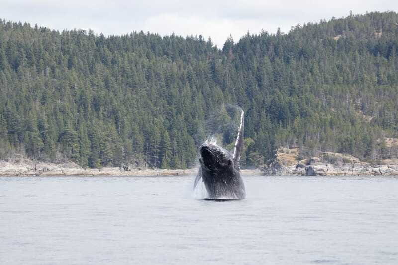 Campbell River: Whale Watching Cruise with Lunch - Who This Tour Is Perfect For