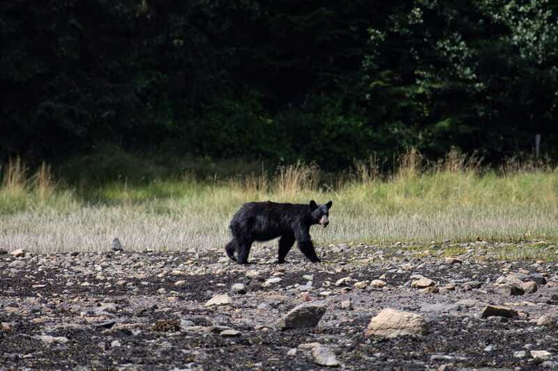 Campbell River: Whale Watching Cruise with Lunch - Final Thoughts