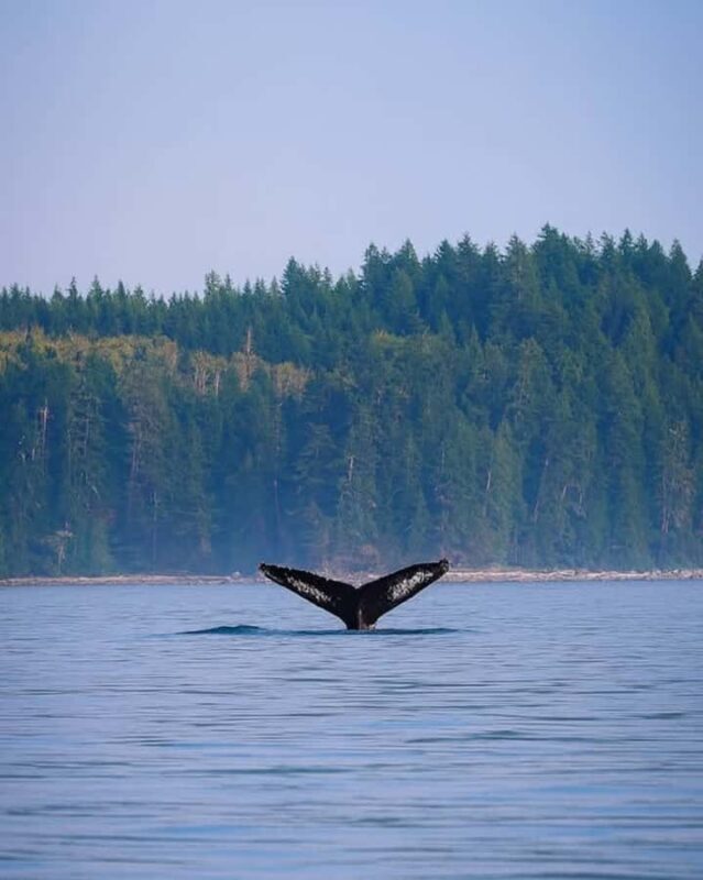 Campbell River - Whale watching: Family & budget-friendly - An Introduction to Campbell River Whale Watching
