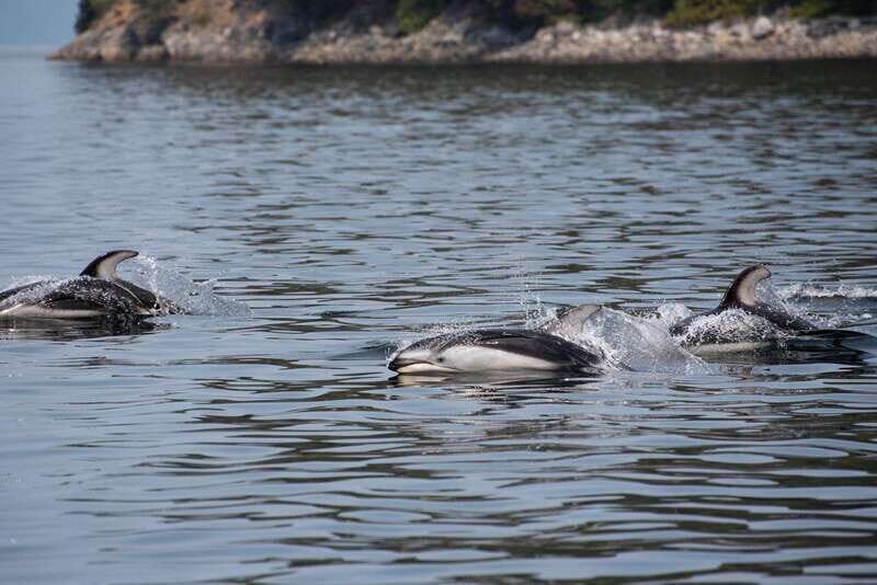Campbell River: Whale & Wildlife Discovery Cruise - FAQ: Your Practical Questions Answered