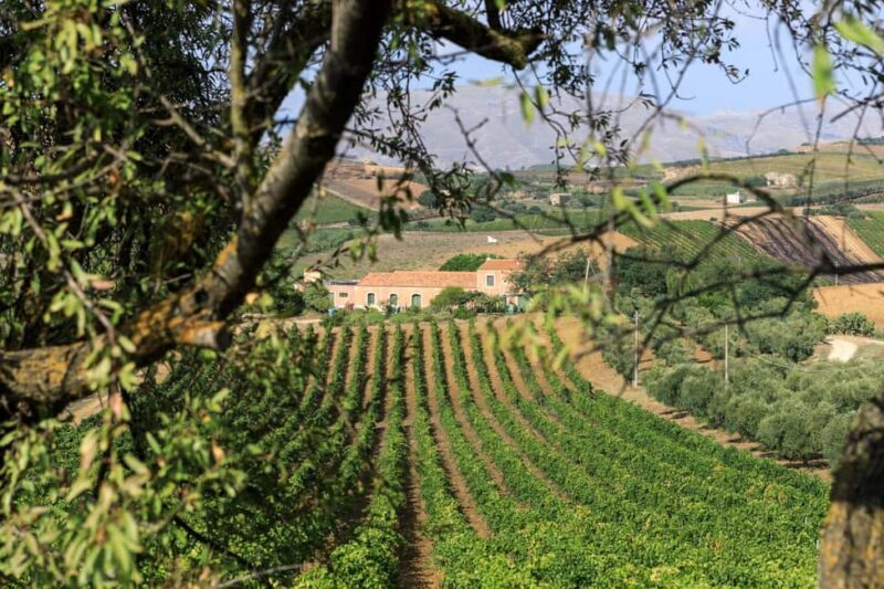 Camporeale: Sallier de La Tour Wine Discovery Tour - What You Can Expect During the Tour