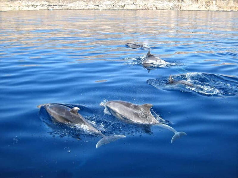 Can Picafort: Boat trips along the north coast of Mallorca - Key Points