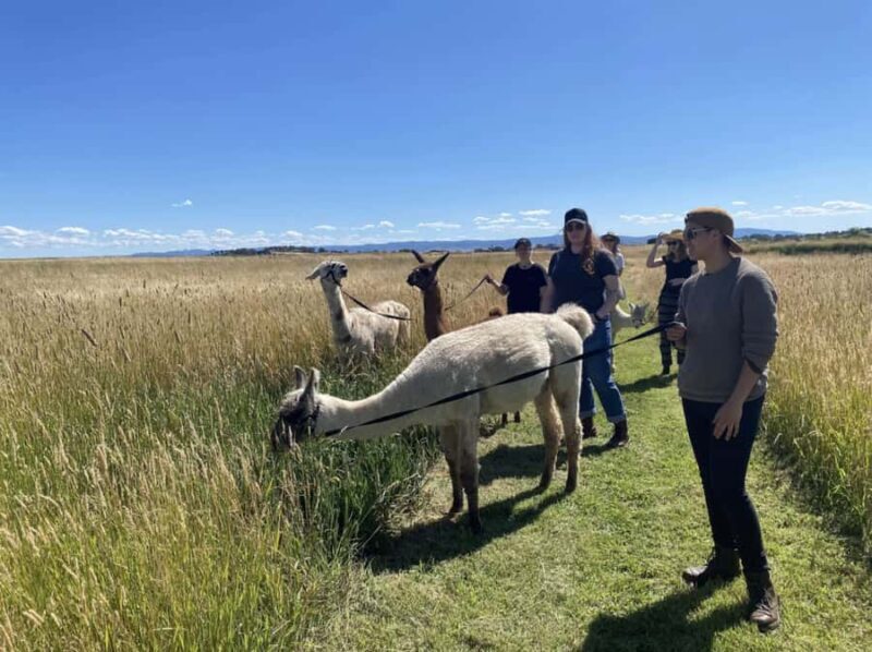 Canberra: Alpaca Adventure Farm Tour (morning tea included) - A Closer Look at the Alpaca Adventure Farm Tour