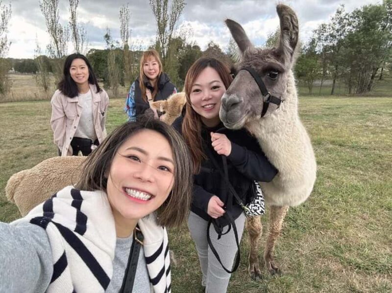 Canberra: Alpaca Adventure Farm Tour (morning tea included) - Practicalities and Tips for Visitors