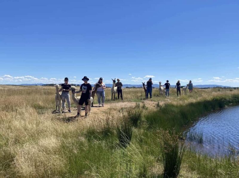 Canberra: Alpaca Adventure Farm Tour (morning tea included) - Final Thoughts