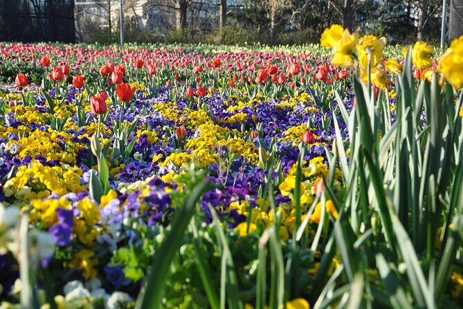 Canberra Floriade Tour - An In-Depth Look at the Experience