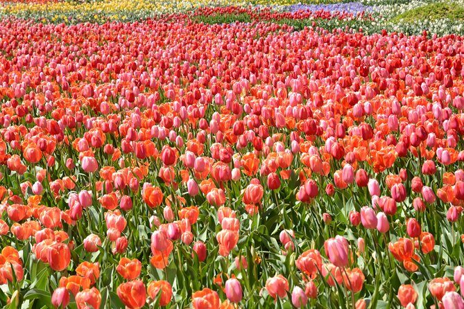 Canberra Floriade Tour - What Do the Reviews Say?