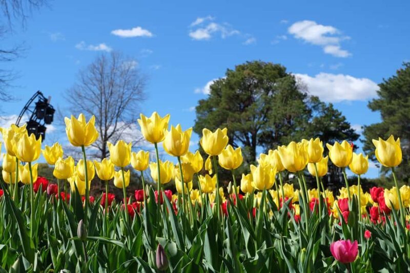 Canberra: Guided Tour of Floriade Festival with Transfers - Key Points