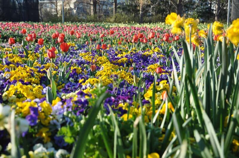 Canberra: Guided Tour of Floriade Festival with Transfers - Discovering Canberra’s Floral World: A Practical Overview