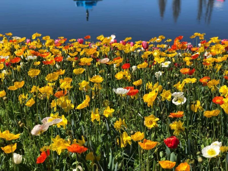Canberra: Guided Tour of Floriade Festival with Transfers - Who Will Love This Tour?