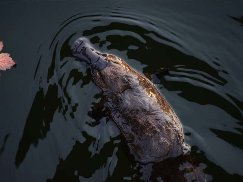 Canberra: Kangaroos and Koala Experience Tour - Key Points