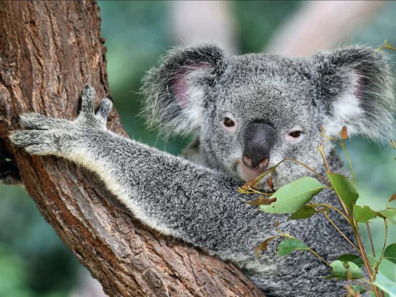 Canberra: Kangaroos and Koala Experience Tour - Final Thoughts