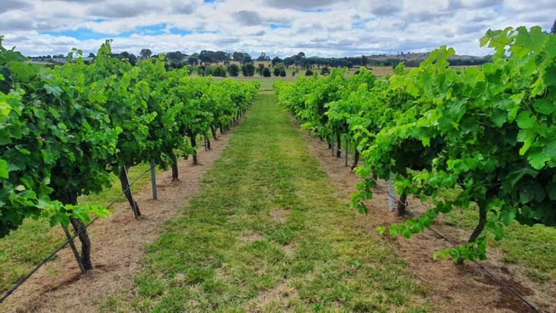 Canberra: Private Wine Discovery Tour with Lunch - In The Sum Up