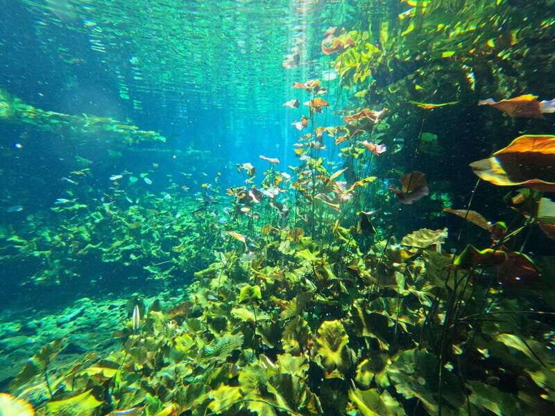 Cancun 2 Cenote Dives: The Pit + Nicte Ha - Certified Divers - An In-Depth Look at the Cenote Tour Experience