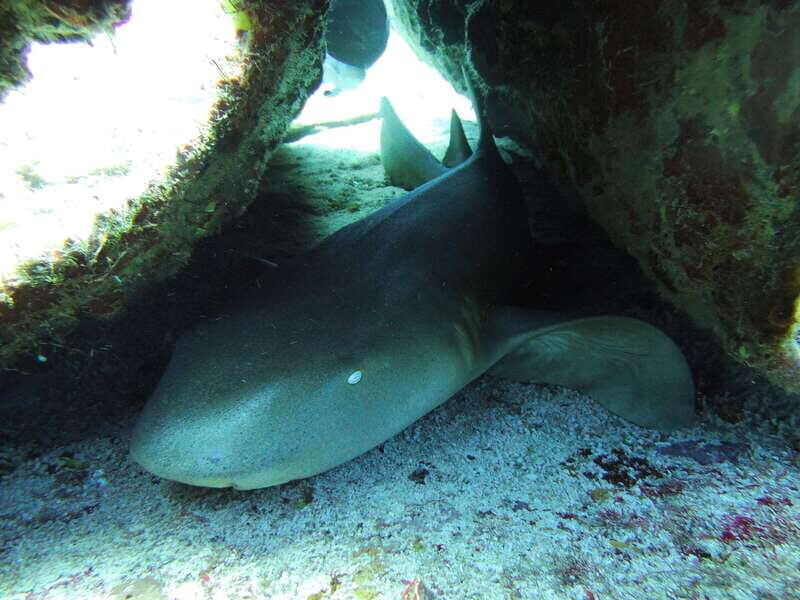Cancun: 2 Reef Dives at Punta Cancun for Certified Divers - An Authentic Dive into Cancun’s Underwater World