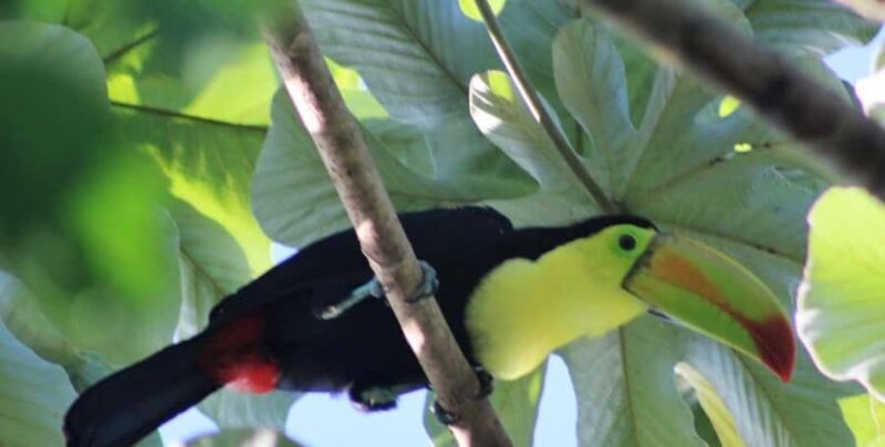 Cancún: Birds Photography Expedition with Transportation - Key Points