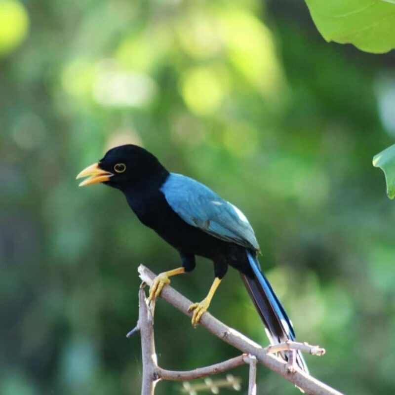 Cancún: Birds Photography Expedition with Transportation - A Detailed Look at What You Can Expect