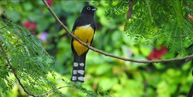 Cancún: Birds Photography Expedition with Transportation - Who Is This Tour For?