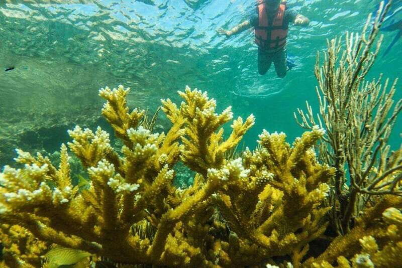 Cancun: Cancun Cenote Tour & Snorkeling - An In-Depth Look at the Cancun Cenote Tour & Snorkeling Experience