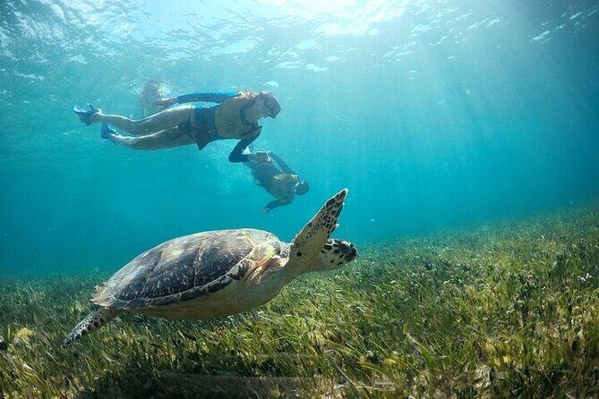 Cancun Combo Adventure: 4 Reef Snorkeling Stops & Parasailing - The Logistics and Price Analysis