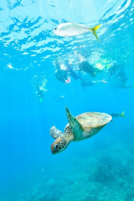 Cancun: Explore Tulum, swim with turtles, and visit a cenote - An In-Depth Look at the Tour Experience