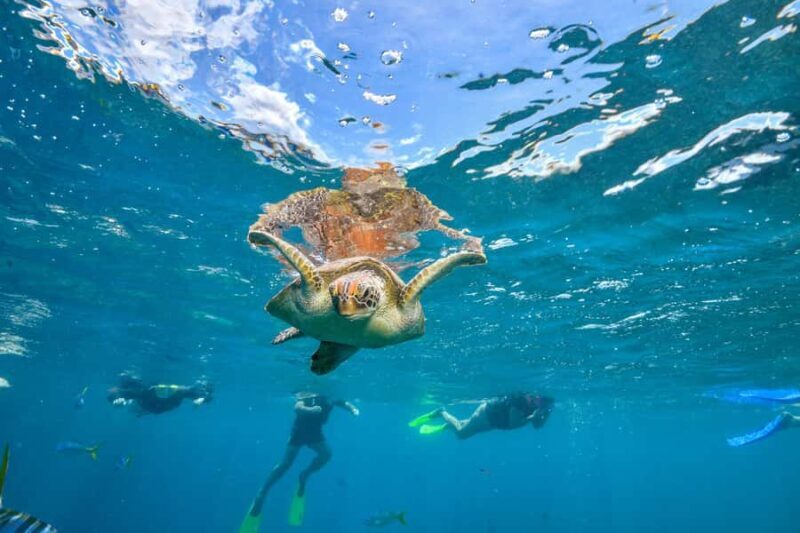 Cancun: Explore Tulum, swim with turtles, and visit a cenote - The Sum Up: Who Will Love This Tour?