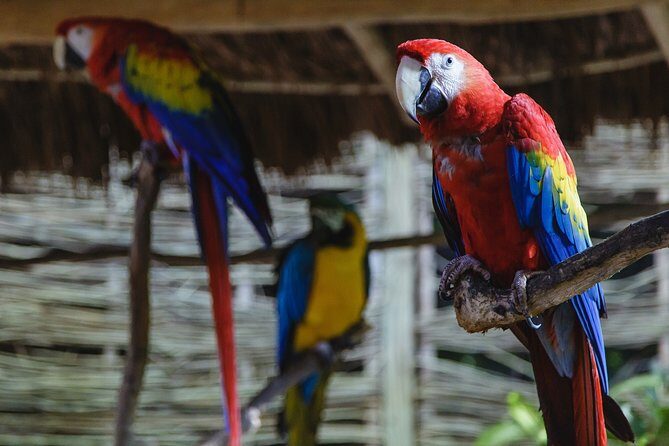 Cancun Extreme Zipline Canopy Tour - Who Will Love This Tour