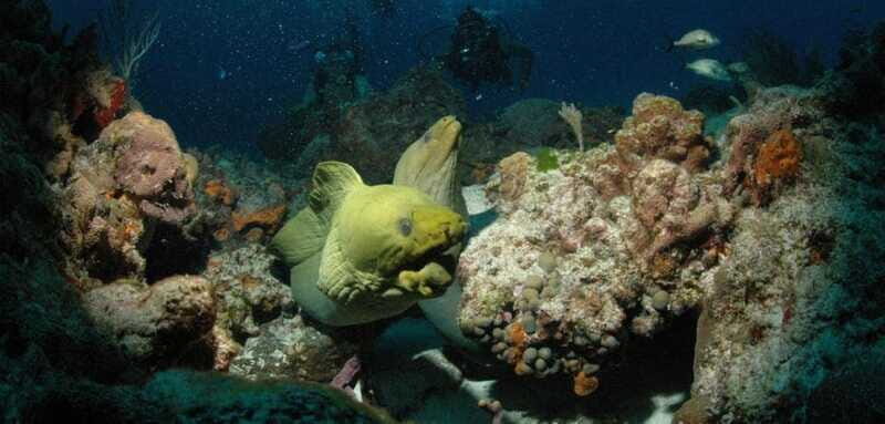 Cancun: Goliat Grouper Dive Adventure - The Value: Is It Worth the Price?