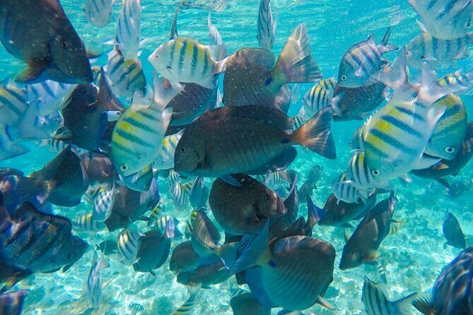 Cancun Half Day Sailing Cataman Cruise to Isla Mujeres - Frequently Asked Questions