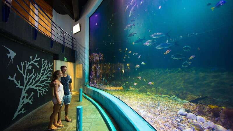 Cancún Interactive Aquarium Admission + Dolphin Presentation - A Practical Guide to What You Can Expect