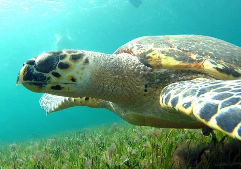 Cancun: Jungle Speedboat & Snorkeling Adventure - Final Thoughts: Is It Worth It?