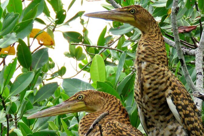 Cancun Lagoon Sunrise Kayak Adventure - FAQ