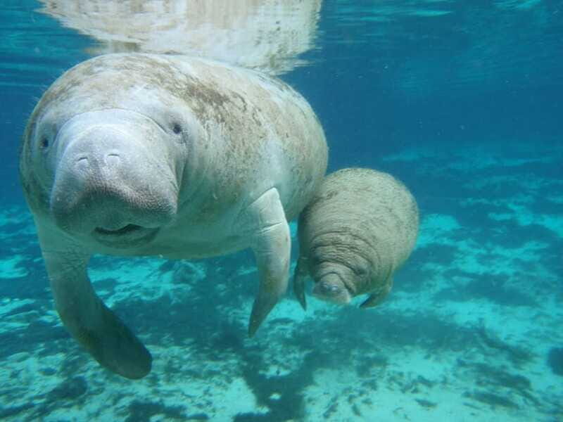 Cancun: Manatee Swimming on Isla Mujeres with Buffet Lunch - Authenticity and Experience Quality