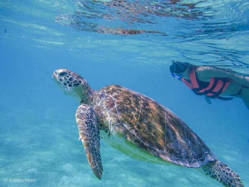Cancun: Marine Turtle Observation in Akumal - A Thorough Look at the Tour Experience