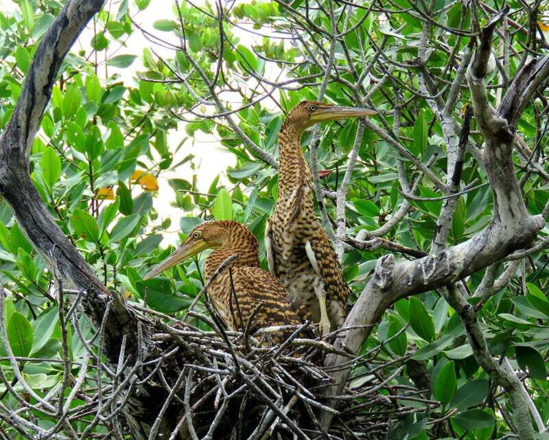 Cancún: Morning or Sunset Kayak Adventure in Nichupte Lagoon - FAQ