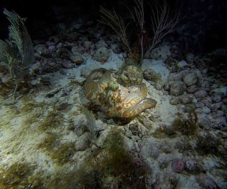 Cancun: Night Dive for Certified Divers - Practical Tips for Booking and Enjoying