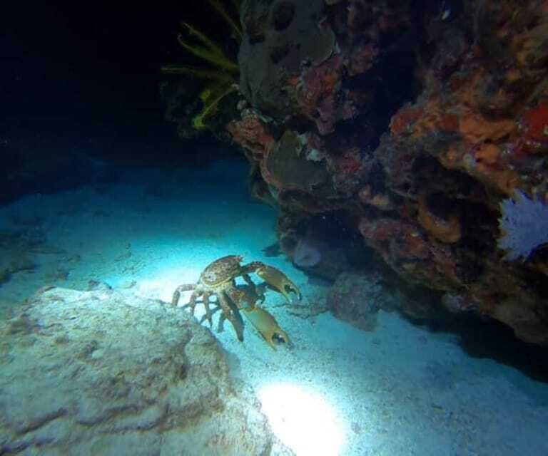 Cancun: Night Dive for Certified Divers - FAQ