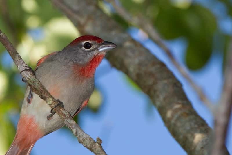 Cancun: Private Birdwatching Tour - An In-Depth Look at the Cancun Private Birdwatching Tour