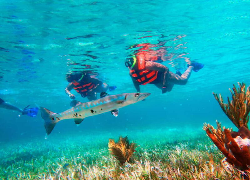 Cancún: Puerto Morelos Reef Snorkeling Tour & Seaside Lunch - The Experience in Detail