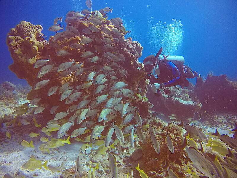 Cancun: Scuba Diving for Certified Divers, 3 options to dive - Authentic Feedback from Travelers