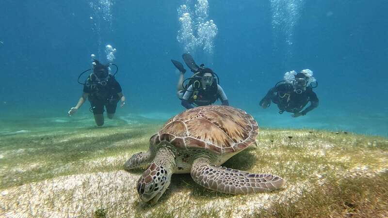 Cancun: Scuba Diving in Puerto Morelos for Beginners 2 Dives - Key Points