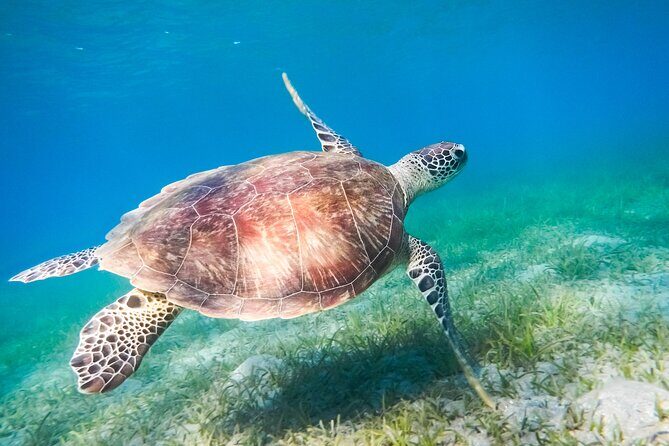 Cancun: Sea turtles and Cenote Tour With Pick Up from your Hotel - The Experience in Detail