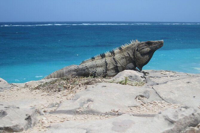 Cancun Shopping Tour with Cancun Viewpoint and Puerto Cancun Mall - Why This Tour Offers Good Value