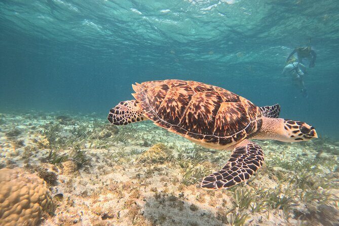 Cancun Snorkeling Adventure - Introduction: Exploring Cancun’s Underwater Treasures
