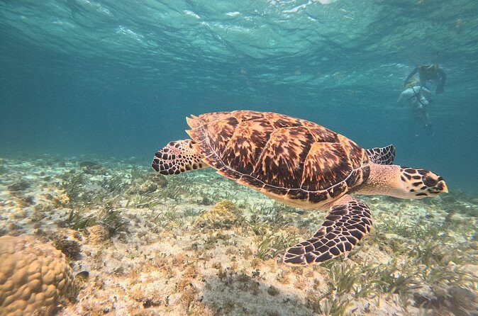 Cancun Snorkeling Adventure - Who Will Love This Tour?