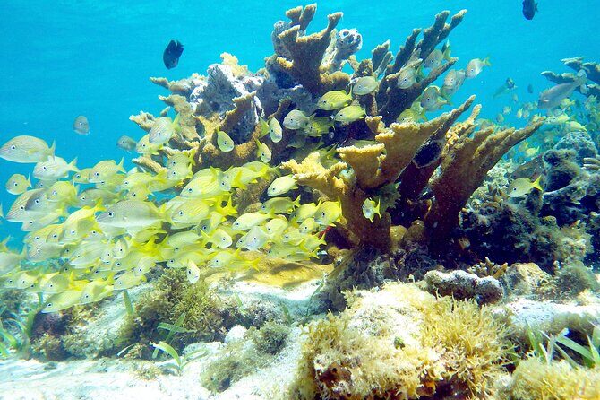 Cancun Snorkeling Adventure: Underwater Museum, Reef & Shipwreck - Who Should Consider This Tour?