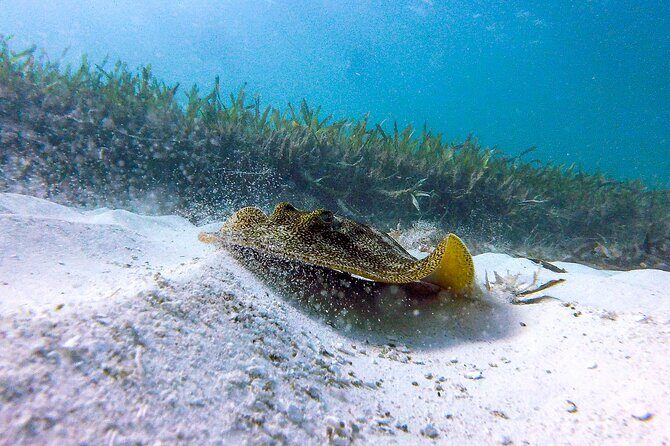 Cancun Snorkeling Adventure: Underwater Museum, Reef & Shipwreck - Final Thoughts