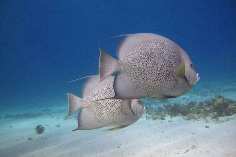 Cancun: Snorkeling at Underwater Museum & Manchones Reef - Who Is This Tour Best For?